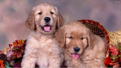 

Posters for room. Collection of cute little puppies. Paper Print(18 inch X 12 inch, Rolled)