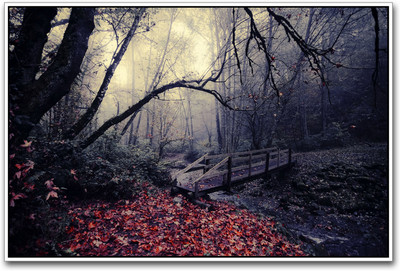 

Pull in woods scenery Paper Print(12 inch X 18 inch)