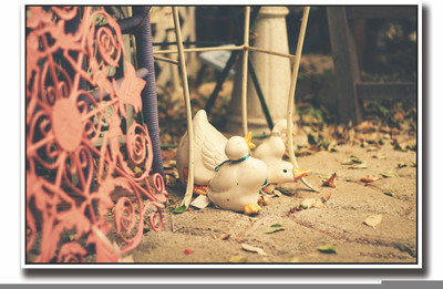 

Posterhouzz White duck photography Fine Art Print(12 inch X 18 inch, Rolled)