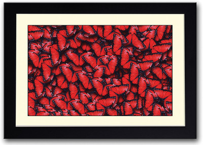 

Red and Black Butterflies Fine Art Print(14 inch X 20 inch, Framed)