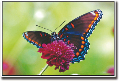 

Butterfly on purple flower Fine Art Print(12 inch X 18 inch, Rolled)