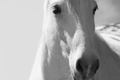 

Posterhouzz Horse Poster Paper Print(12 inch X 18 inch, Rolled)