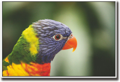 

Colourful Beautiful Bird Fine Art Print(12 inch X 18 inch, Rolled)
