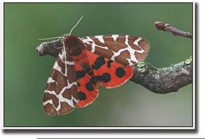 

Posterhouzz Butterfly on a tree branch Fine Art Print(12 inch X 18 inch, Rolled)