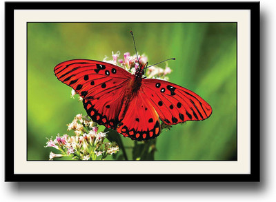 

Red Butterfly on flower Fine Art Print(10 inch X 14 inch, Framed)