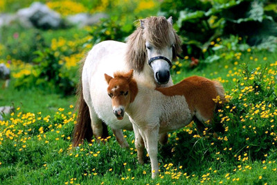 

Oshi - Ponies in the Field Paper Print(12 inch X 18 inch, Stretched)