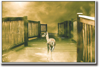 

Deer on wooden bridge Fine Art Print(12 inch X 18 inch, Rolled)