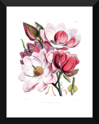 

Tallenge - Magnolia Campbellii Flowers - Premium Quality A3 Size Framed Poster Paper Print(17 inch X 12 inch, Framed)