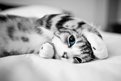 

Oshi - Blue Eyes Cat Paper Print(12 inch X 18 inch, Streched)