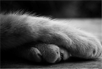 

Animals Paper Print(19 inch X 13 inch, Rolled)