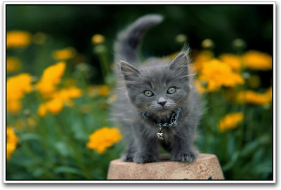 

Cute Cat Photographic Paper(12 inch X 18 inch)