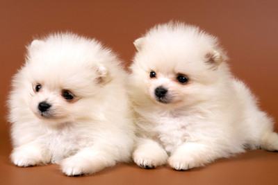 

Just Cute - Two White Puppies Paper Print(12 inch X 18 inch)