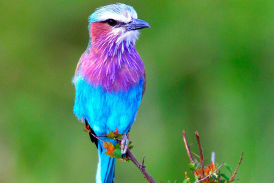 

oshi - Colorfull Little Bird Paper Print(Medium) Paper Print(12 inch X 18 inch)