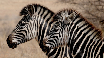 

Oshi - Beautiful Zebras Paper Print(12 inch X 18 inch, Stretched)