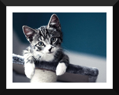 

Tallenge - Cuteness of a Kitten - Premium Quality A3 Size Framed Poster Paper Print(17 inch X 12 inch, Framed)
