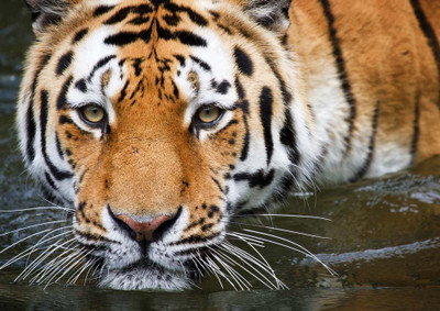 46% OFF on Tiger Paper Print(17 inch X 12 inch, Rolled) 46% OFF on Tiger Paper Print(17 inch X 12 inch, Rolled)
