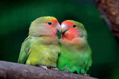 

Just Cute - Love Birds Paper Print(12 inch X 18 inch, Stretched)