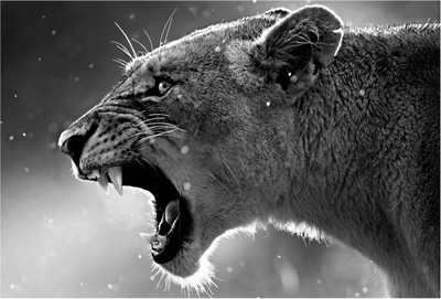 

Lion Howl Paper Print(13 inch X 19 inch, Rolled)