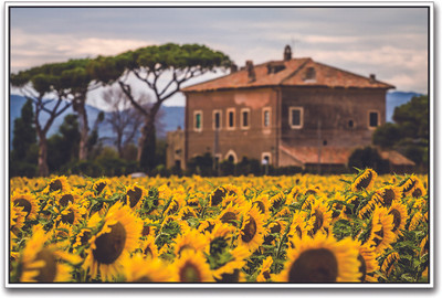 

Sunflower Fields Paper Print(12 inch X 18 inch)
