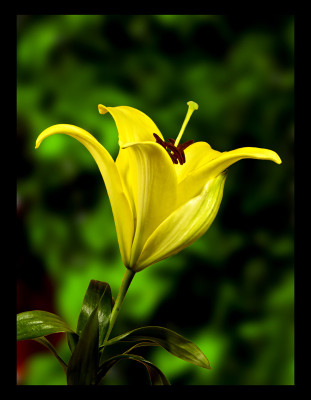 50% OFF on Yellow Lilly Canvas Art(30 inch X 24 inch)