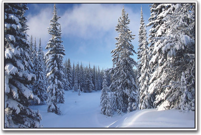 

Snowfall on Trees Paper Print(12 inch X 18 inch)
