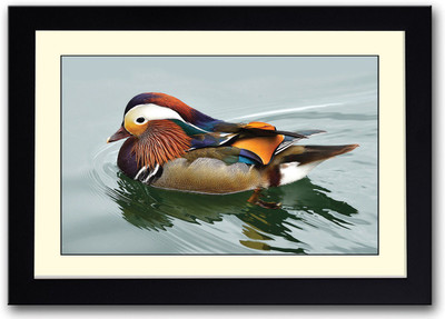 

Mandarin Duck Fine Art Print(14 inch X 20 inch, Framed)