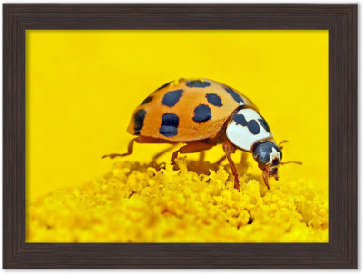 

Insects Nature Themed Framed Poster Photographic Paper(13.5 inch X 10 inch, Box Packing)