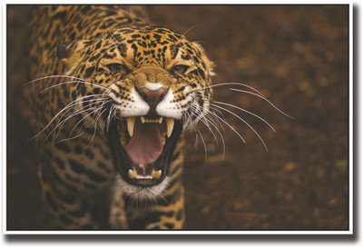

Jaguar Wild Cat Fine Art Print(12 inch X 18 inch, Rolled)