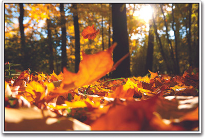 

Autumn Leaves Paper Print(12 inch X 18 inch)