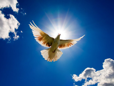 

Dove Bird from Sky HIGH FLY ON FINE ART PAPER HD QUALITY WALLPAPER POSTER Fine Art Print(19 inch X 13 inch, Rolled)