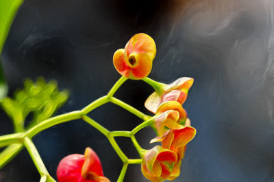 50% OFF on Colourful Flowers Canvas Art(24 inch X 36 inch)