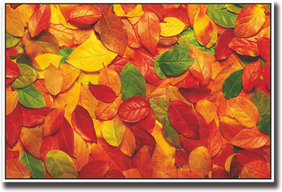 

Coloured leaves Fine Art Print(12 inch X 18 inch, Rolled)