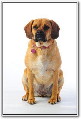 Cute Dog Photographic Paper(18 inch X 12 inch)