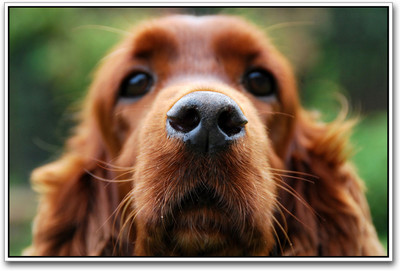 Cute Dog Photographic Paper(12 inch X 18 inch)