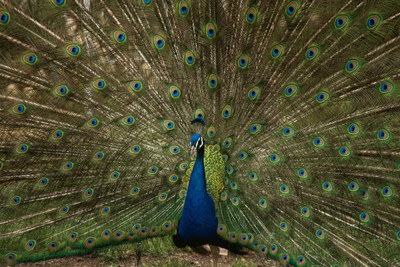 

poster of peacock's dancing pose Fine Art Print(12 inch X 18 inch, Rolled)