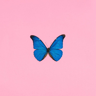 

Tallenge - Modern Art - Blue Butterfly Against Pink Background - Unframed Poster Paper Print(11.6 inch X 16.5 inch, Rolled)