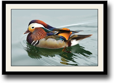 

Mandarin Duck Fine Art Print(10 inch X 14 inch, Framed)