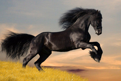 

Posterhouzz Black Horse Poster Paper Print(12 inch X 18 inch, Rolled)