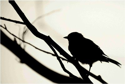 

Birds Paper Print(19 inch X 13 inch, Rolled)