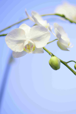 

Posterhouzz Flower Fine Art Print Poster Fine Art Print(18 inch X 12 inch, Rolled)