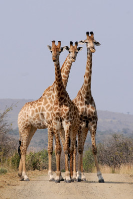 

Oshi - Beautiful Giraaffes Paper Print(18 inch X 12 inch, Stretched)