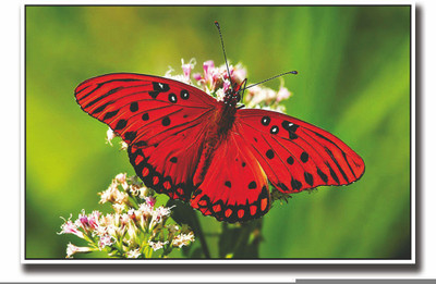 

Posterhouzz Red Butterfly on flower Fine Art Print(12 inch X 18 inch, Rolled)