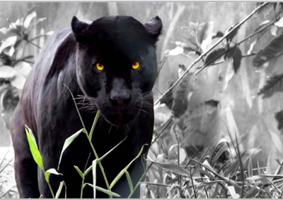 Posterhouzz Black Jaguar Paper Print(12 inch X 18 inch, Rolled)