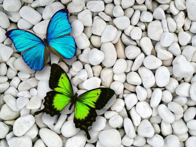 

Art For Kids Room Décor - Beautiful Butterflies Sitting On Pebbles - Medium Size Rolled Digital Art Print On Photographic Paper(24 inch X 18 inch, Rolled)