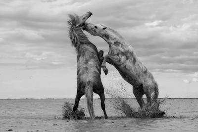 

horse in love pose poster Fine Art Print(12 inch X 18 inch, Rolled)
