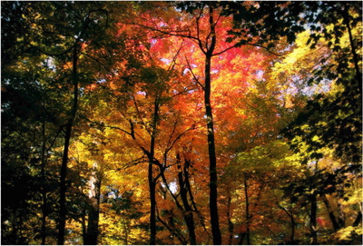 

Nature Paper Print(19 inch X 13 inch, Rolled)