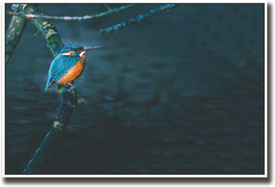 

Blue Bird on Branch Fine Art Print(12 inch X 18 inch, Rolled)