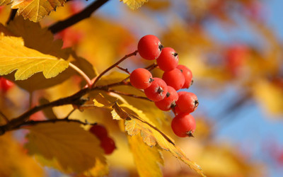 

Posterhouzz Autumn Fine Art Print Poster Fine Art Print(12 inch X 18 inch, Rolled)