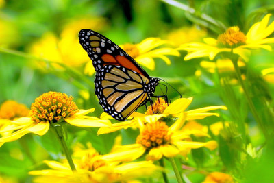 

Oshi - Monarch Butterfly Paper Print(12 inch X 18 inch, Streched)
