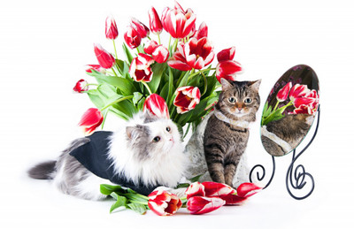 

Oshi - Cute Kittens Paper Print(12 inch X 18 inch, Streched)